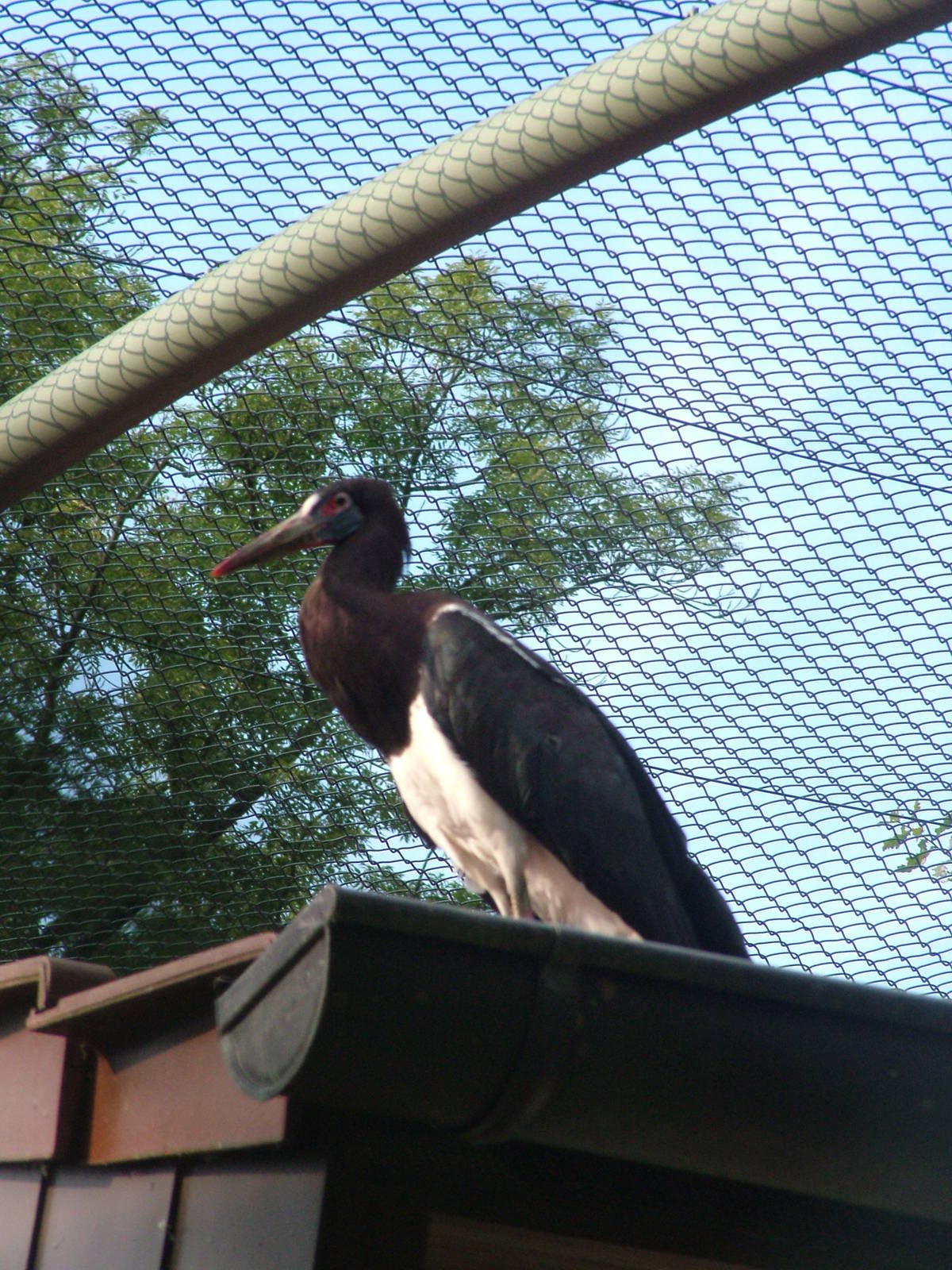Abdim's Stork at Vogelpark Leopoldshafen, 03/09/10