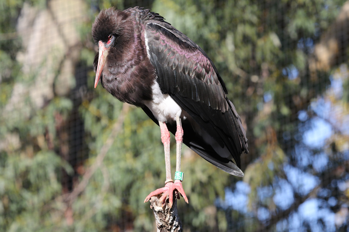 Abdim's Stork at ZSL London Zoo 2/11/2018