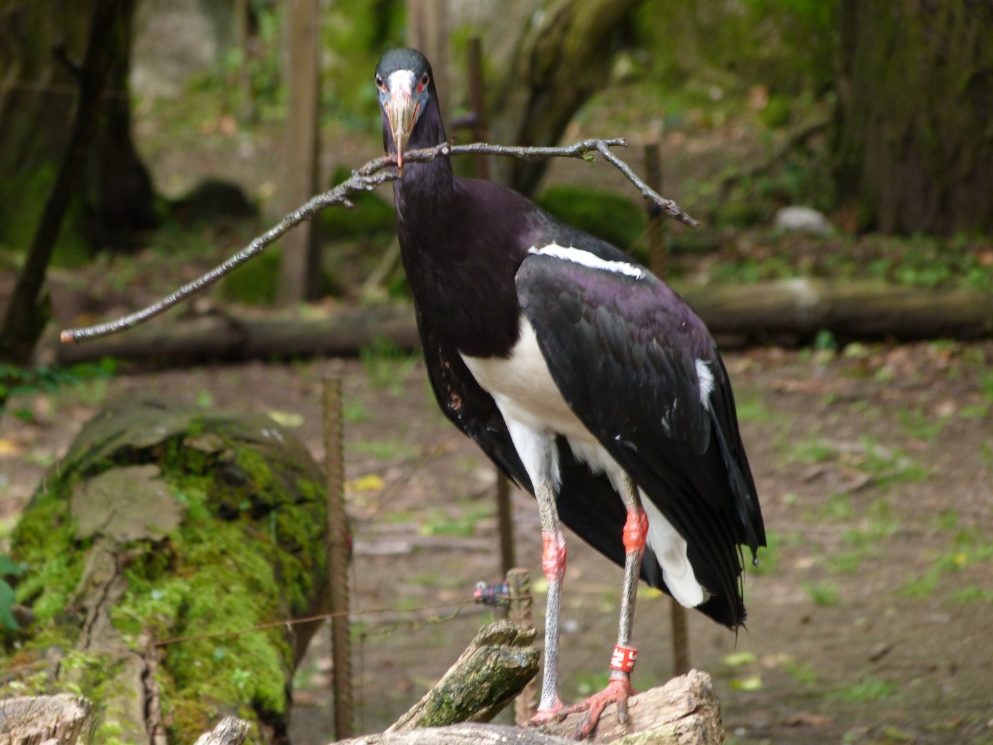Abdim's stork -Bioparc de Doué la Fontaine (2025)