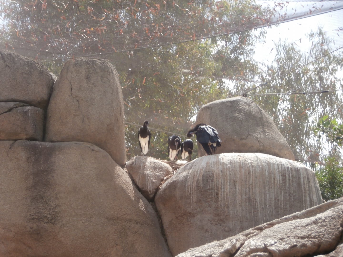 Abdim's stork -Bioparc Valencia (Summer 2017)