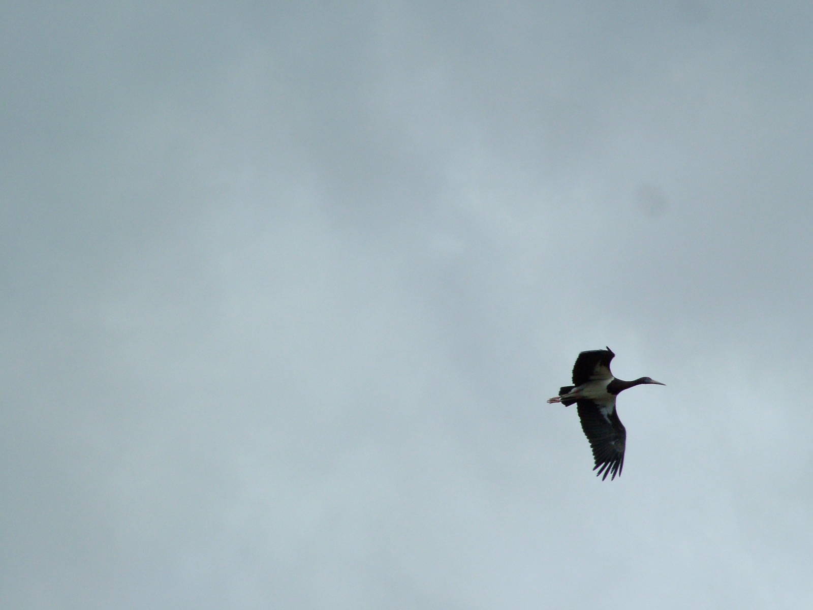Abdim's Stork: Bird Show at Jungle Park (Las Aguilas), 13/11/10