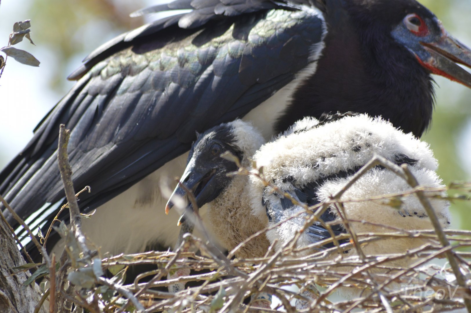 Abdim's stork chick [2018]
