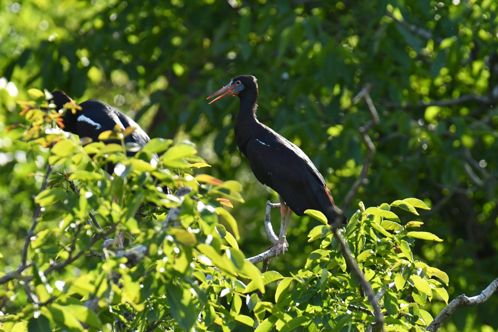 Abdim's Stork (Ciconia abdimi)