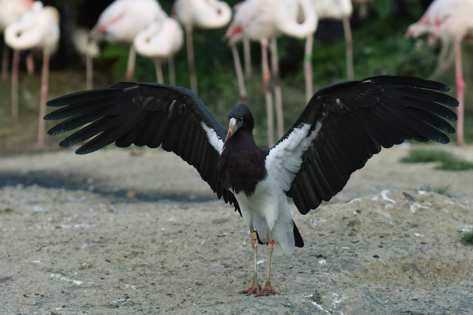 Abdim's stork Ciconia abdimi