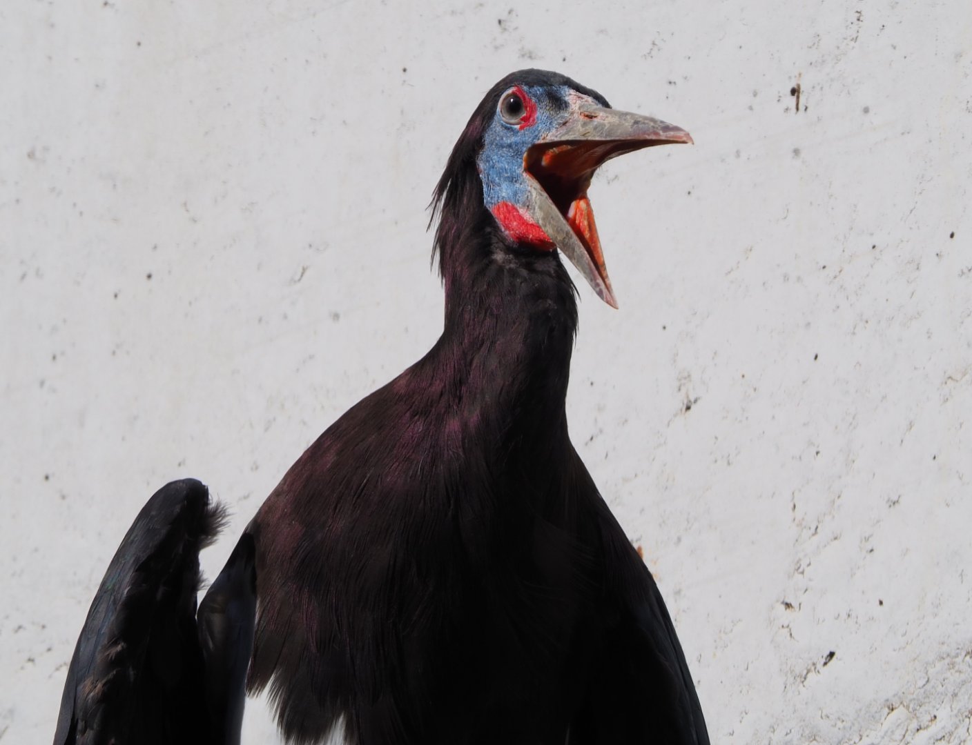 Abdim's stork (Ciconia abdimii), 2019-09-21