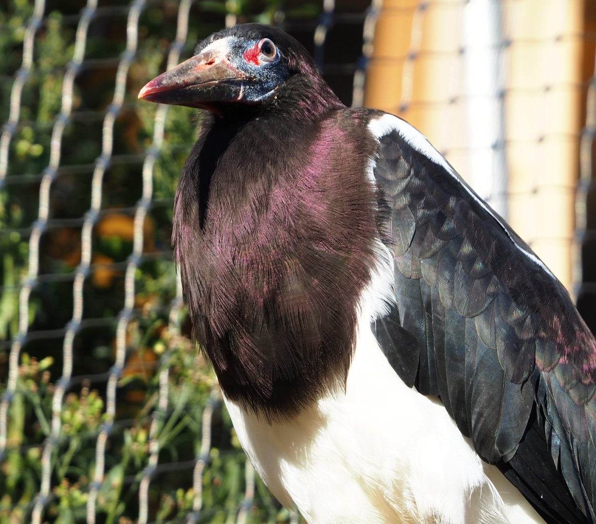 Abdim's stork (Ciconia abdimii), 2019-12-30