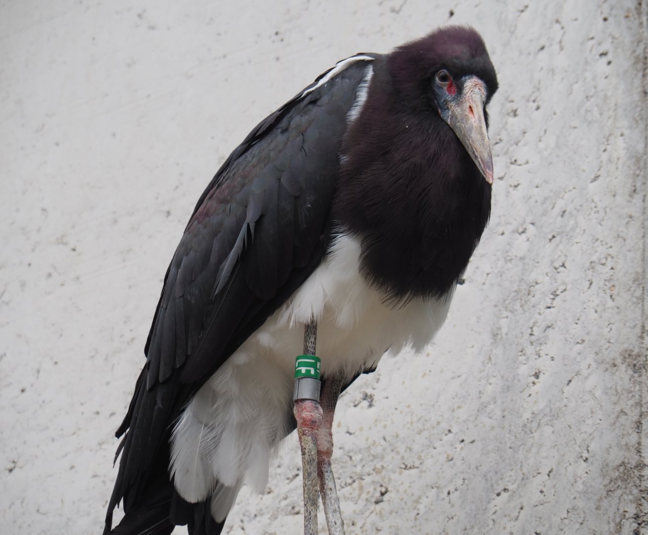 Abdim's Stork (Ciconia abdimii), 2020-05-24