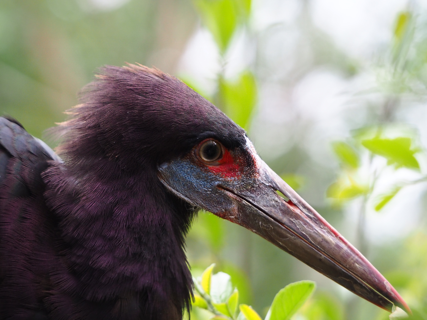 Abdim's Stork (Ciconia abdimii), 2020-05-24
