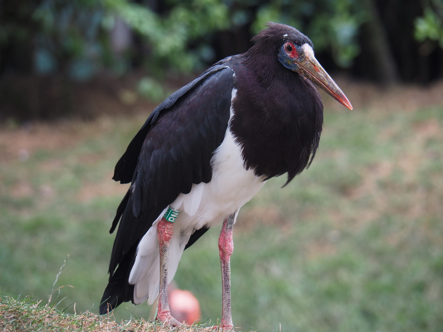 Abdim's Stork (Ciconia abdimii), 2020-09-03