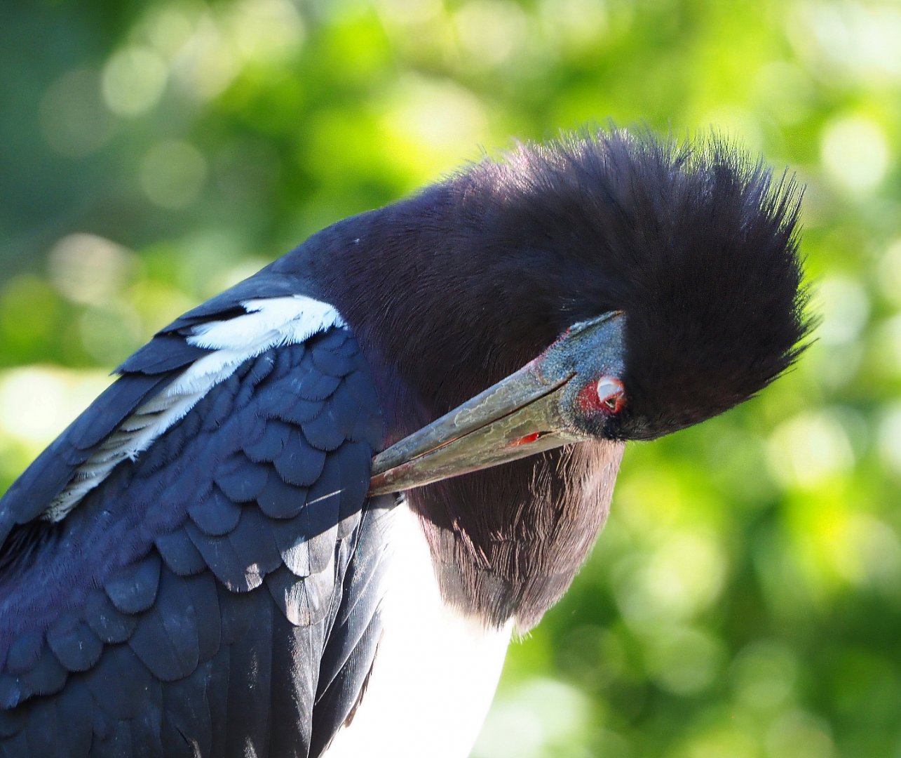 Abdim's stork (Ciconia abdimii), 2020-09-20