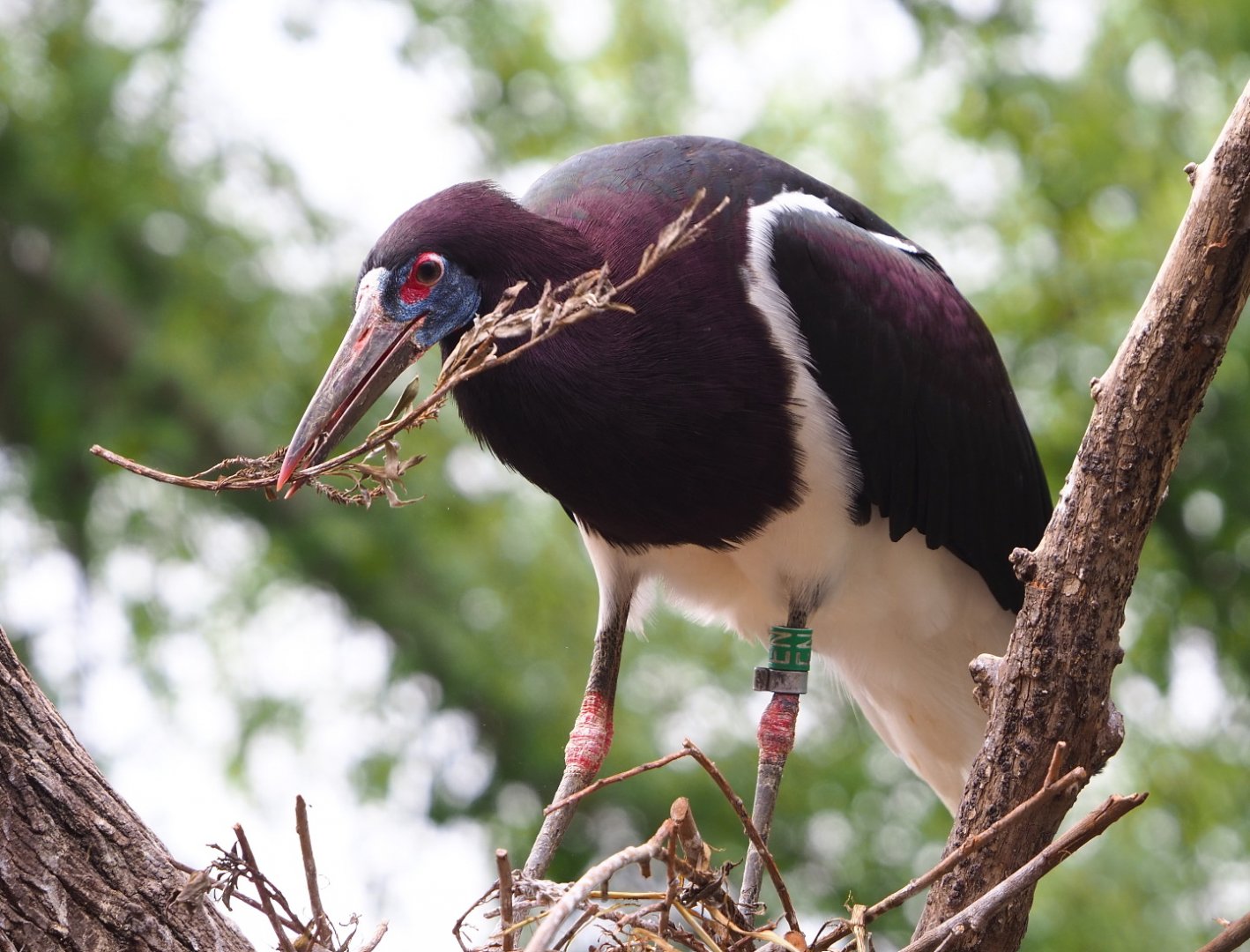 Abdim's stork (Ciconia abdimii), 2021-06-12
