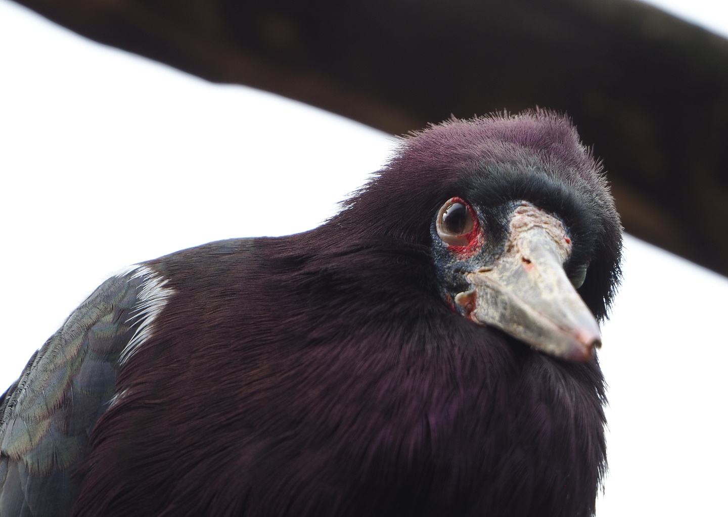 Abdim's stork (Ciconia abdimii), 2021-06-12