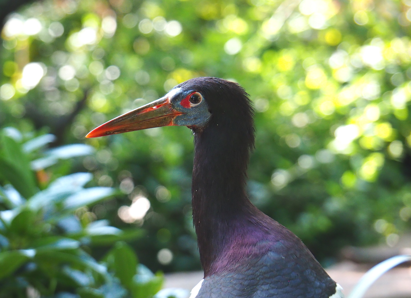 Abdim's Stork (Ciconia abdimii), 2021-07-17