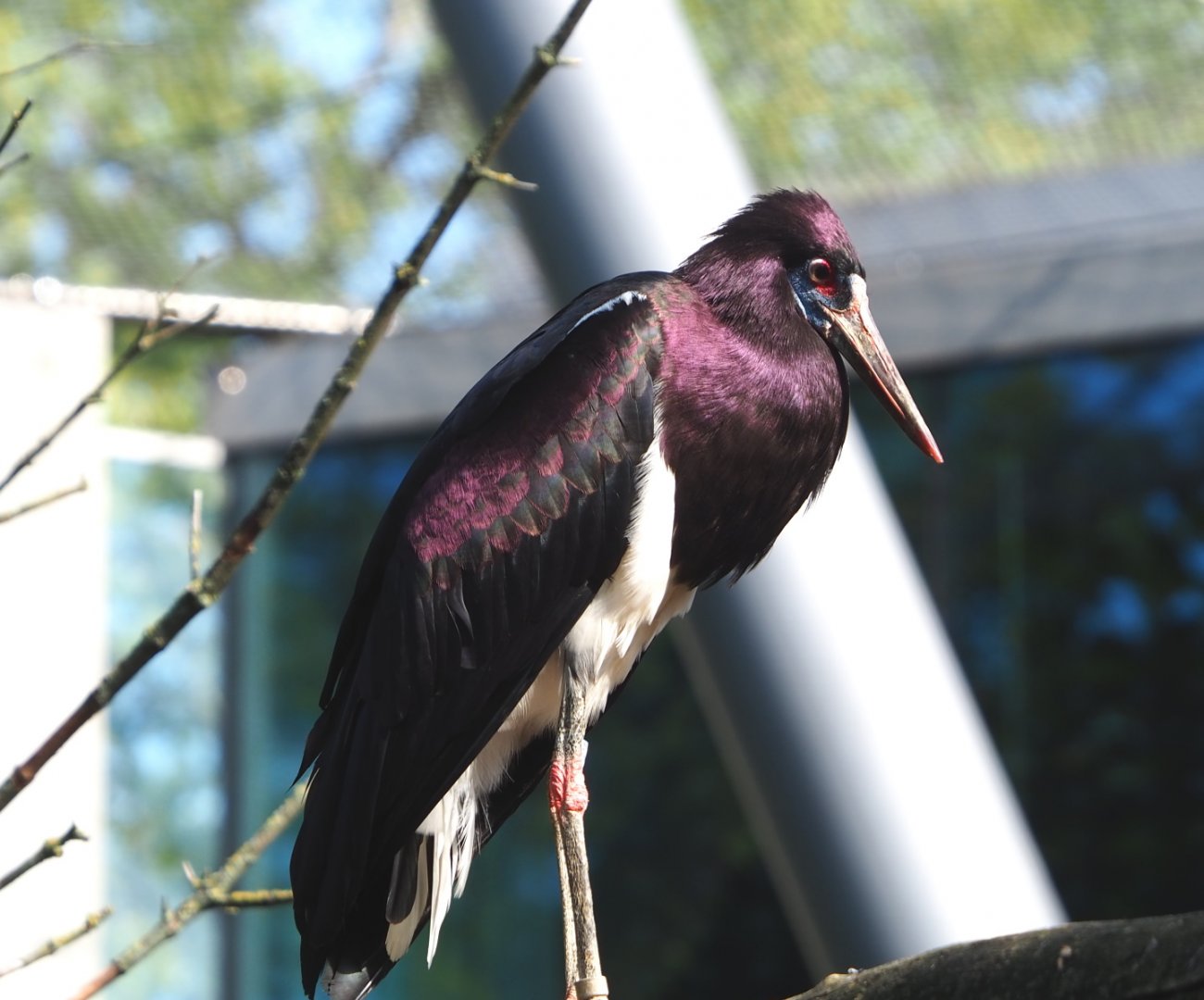 Abdim's Stork (Ciconia abdimii), 2021-07-17