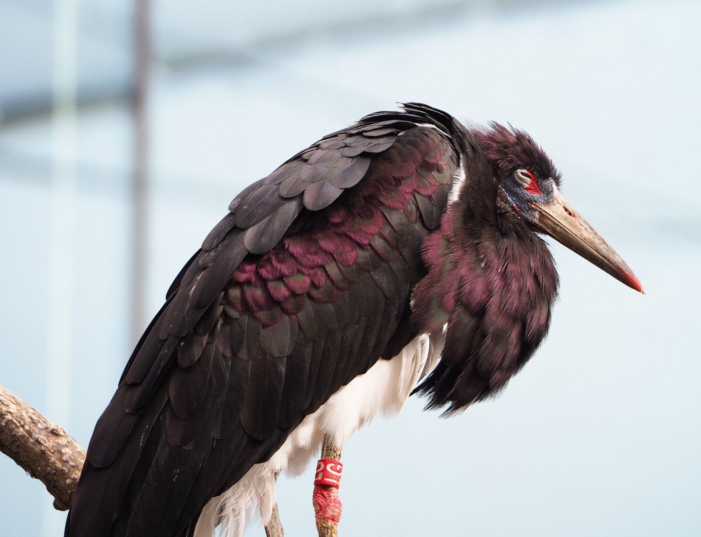 Abdim's Stork (Ciconia abdimii), 2022-03-16