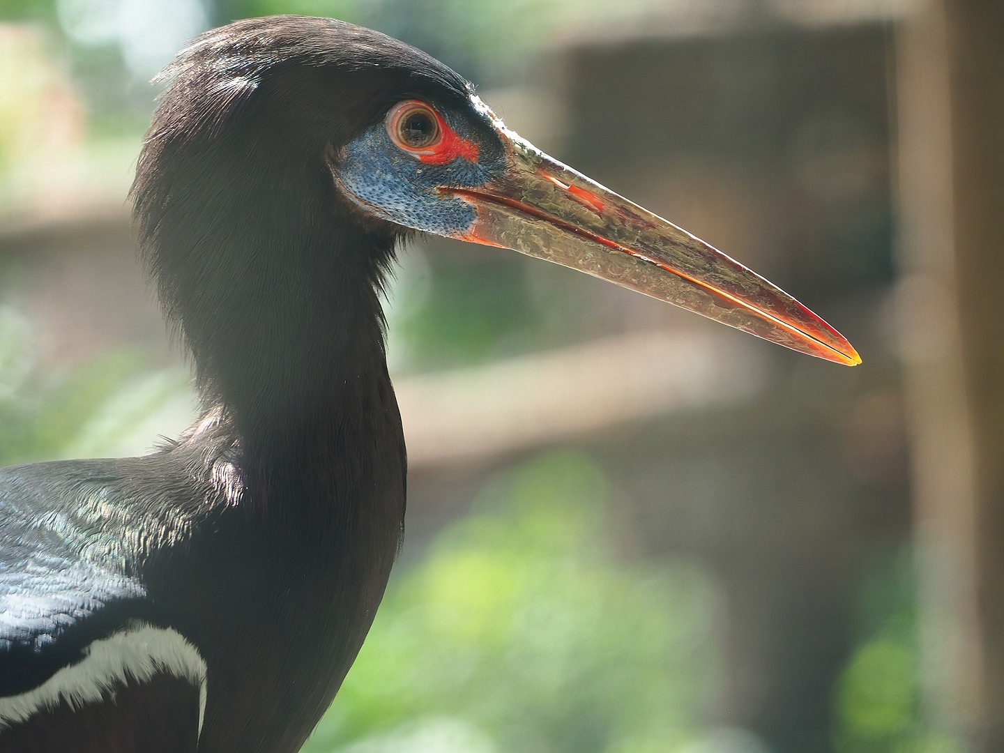 Abdim's stork (Ciconia abdimii), 2022-08-28