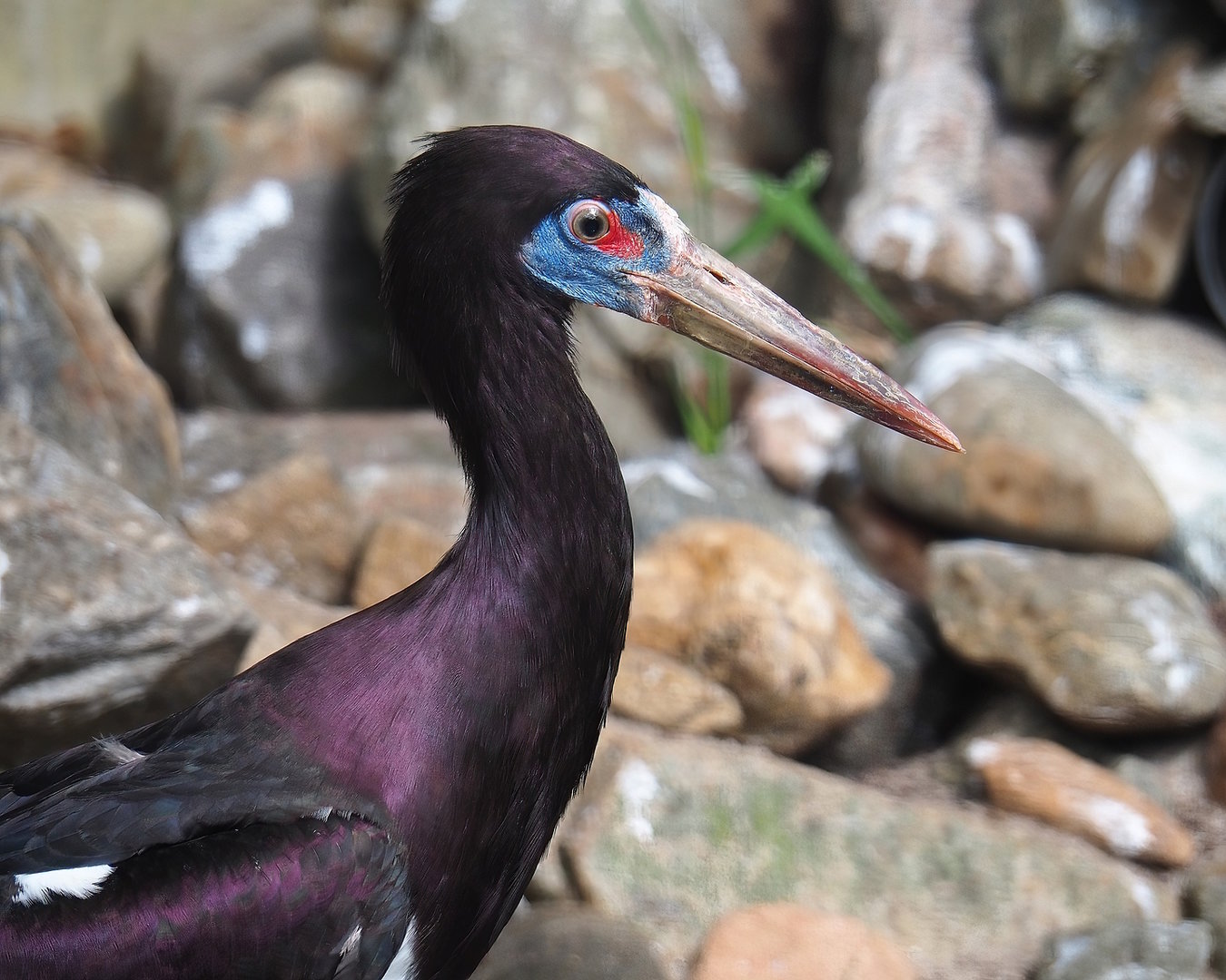 Abdim's stork (Ciconia abdimii), 2022-08-28