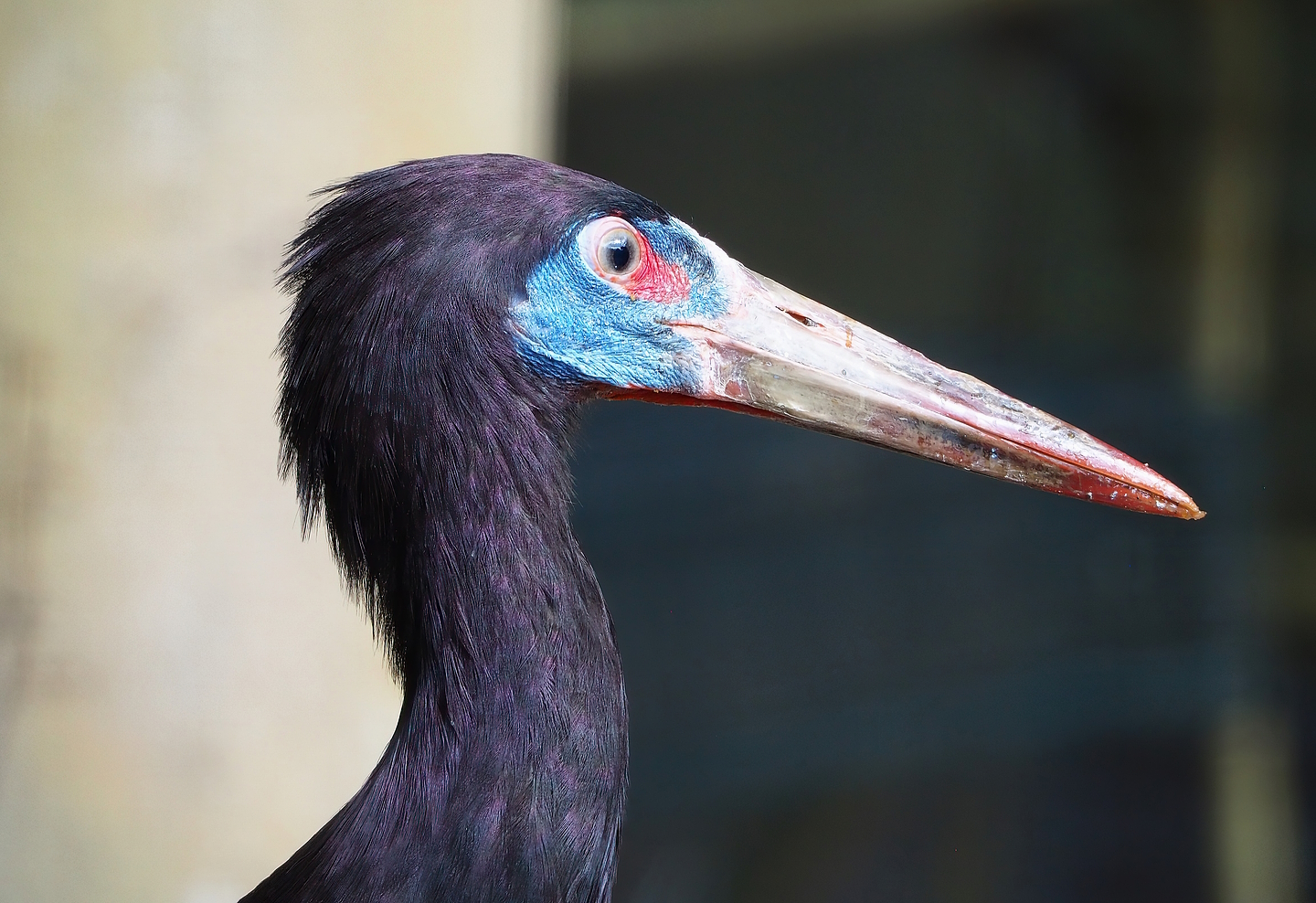 Abdim's stork (Ciconia abdimii), 2022-08-28