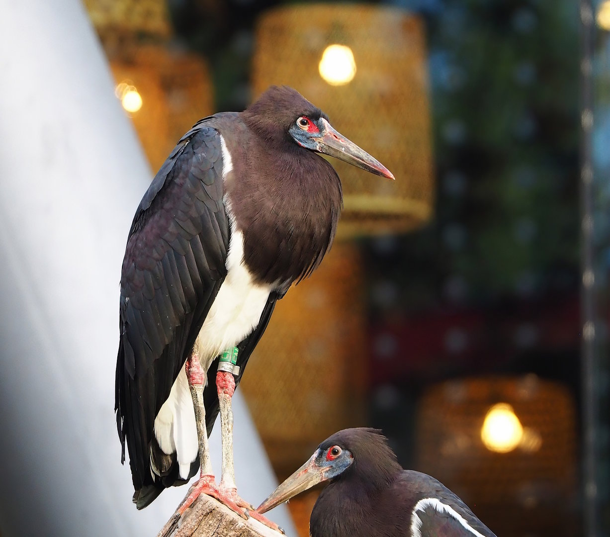 Abdim's stork (Ciconia abdimii), 2022-10-29