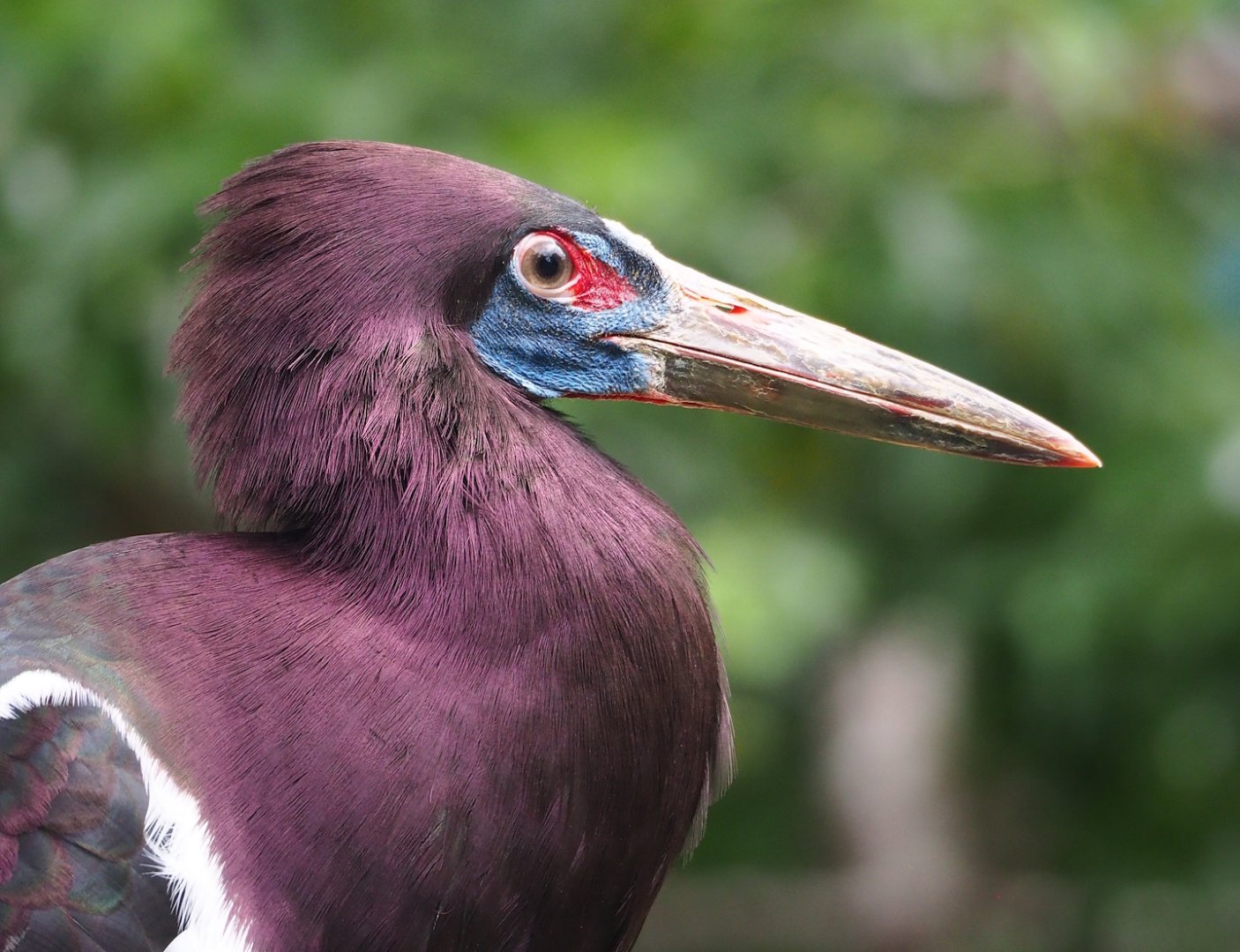 Abdim's stork (Ciconia abdimii), 2023-07-02