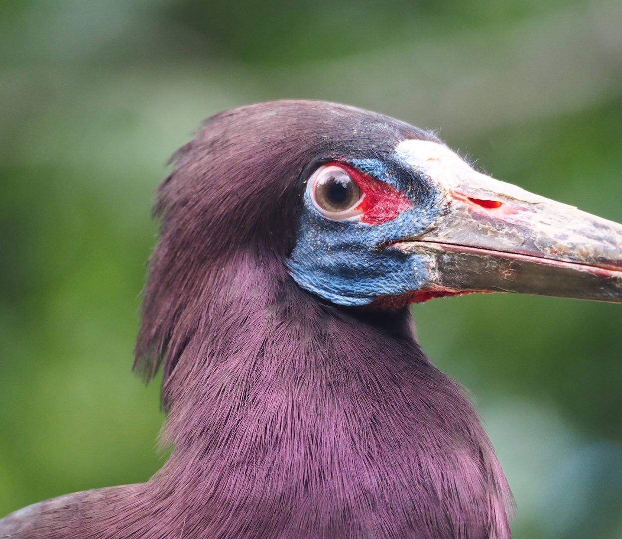 Abdim's stork (Ciconia abdimii), 2023-07-02