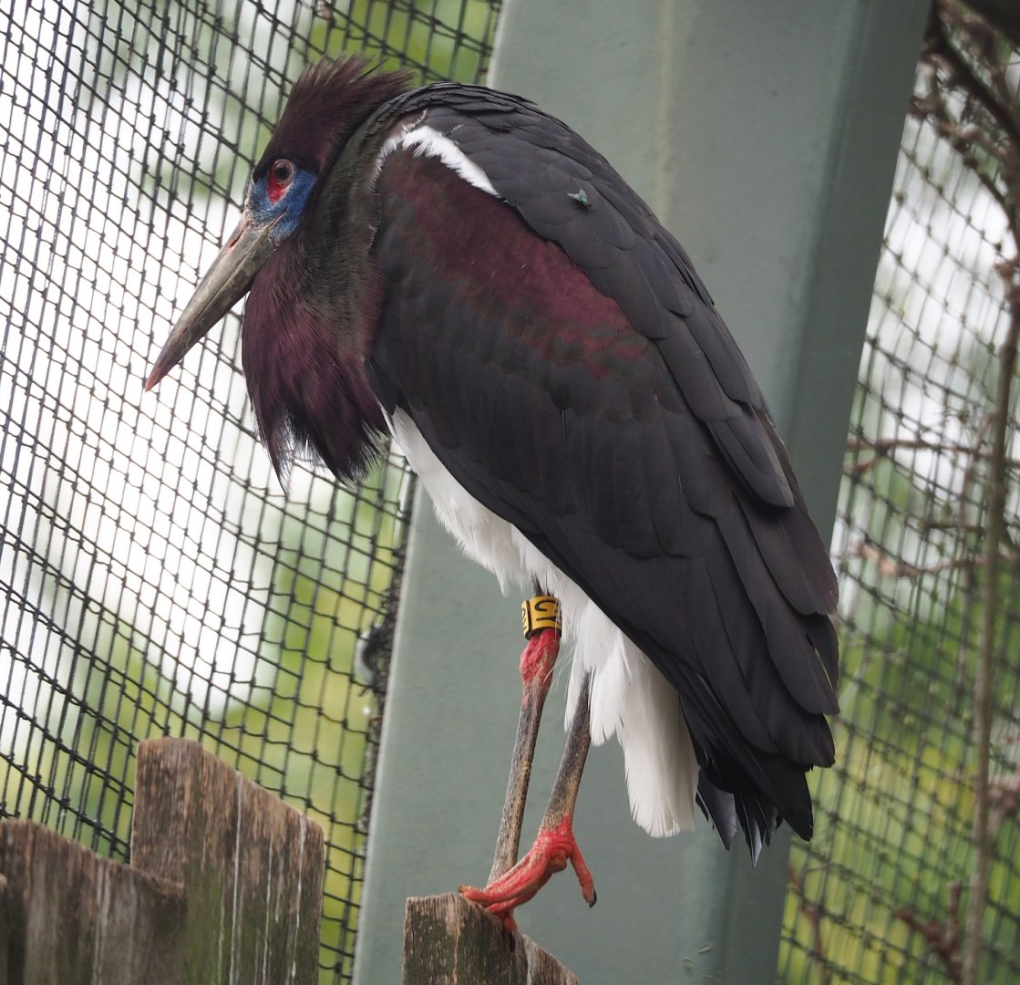 Abdim's stork (Ciconia abdimii), 2023-07-02