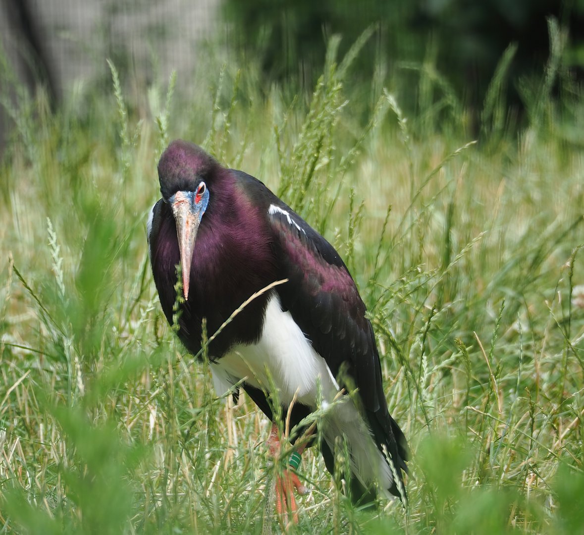 Abdim's Stork (Ciconia abdimii), 2023-07-18