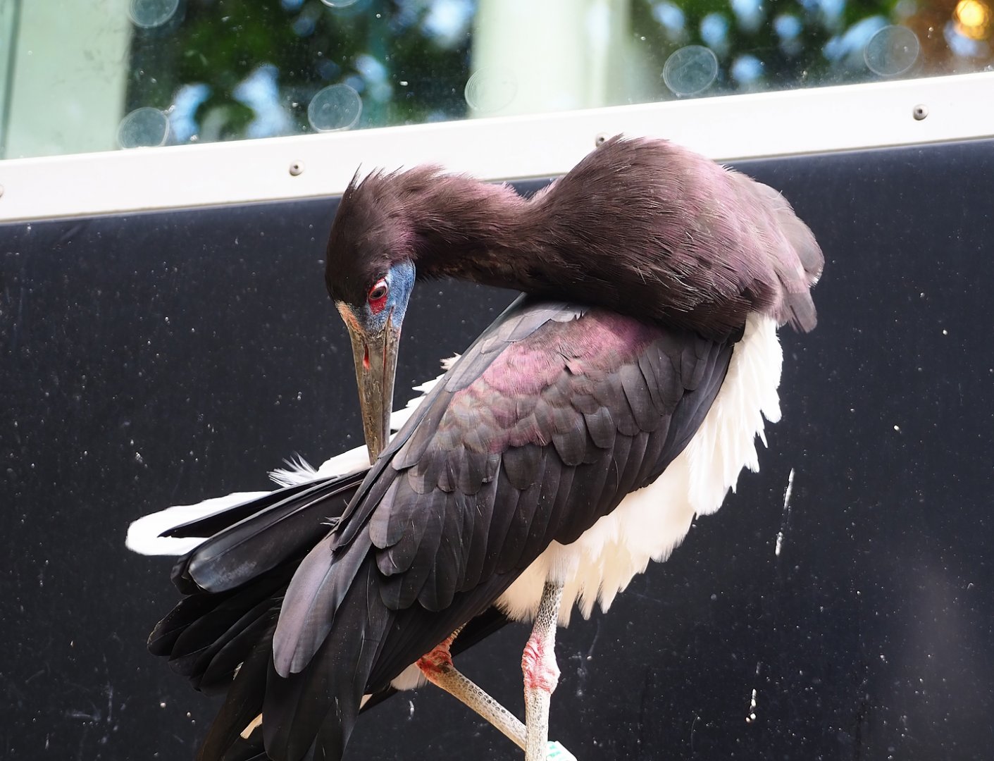 Abdim's stork (Ciconia abdimii), 2023-07-22