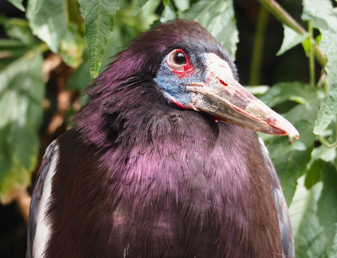 Abdim's stork (Ciconia abdimii), 2023-07-22
