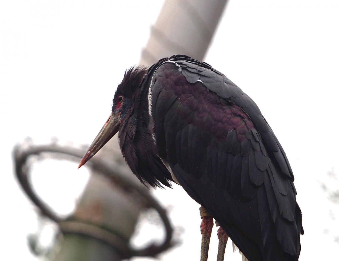 Abdim's stork (Ciconia abdimii), 2024-02-17