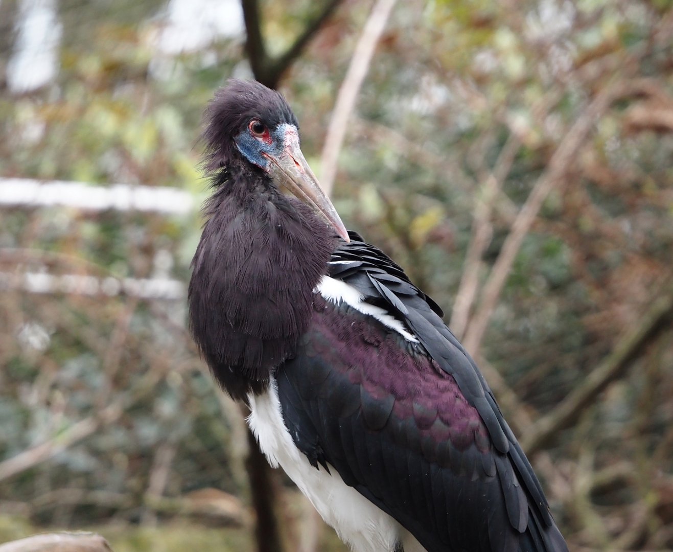 Abdim's stork (Ciconia abdimii), 2024-03-09