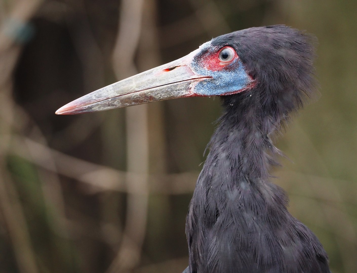 Abdim's stork (Ciconia abdimii), 2024-03-09