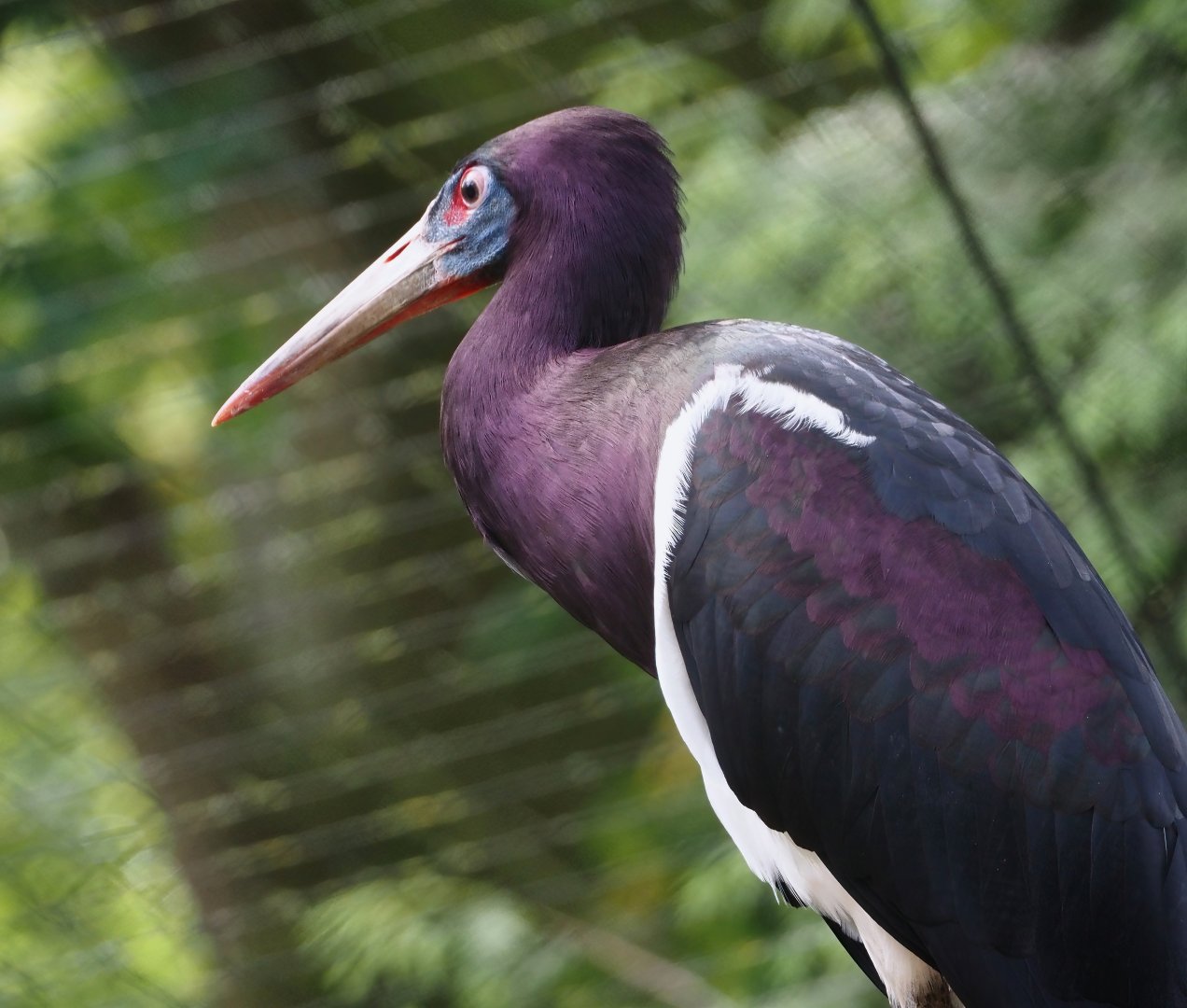 Abdim's Stork (Ciconia abdimii), 2024-05-21