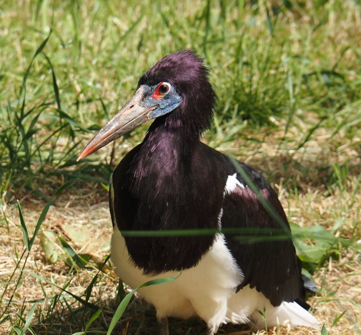 Abdim's Stork (Ciconia abdimii), 2025-05-22
