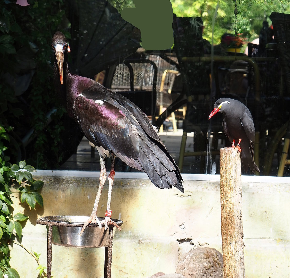 Abdim's stork (Ciconia abdimii) and Inca tern (Larosterna inca), 2022-08-28