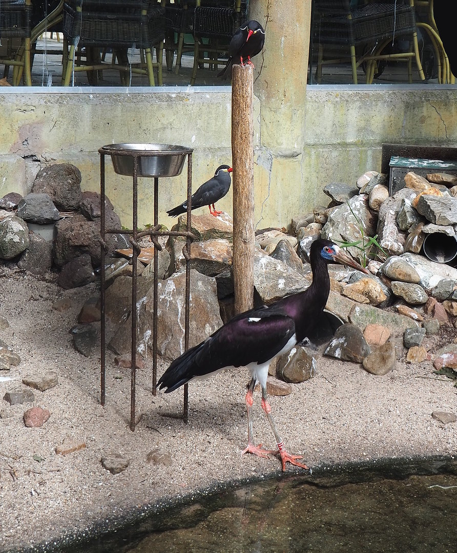 Abdim's stork (Ciconia abdimii) and Inca terns (Larosterna inca), 2022-08-28