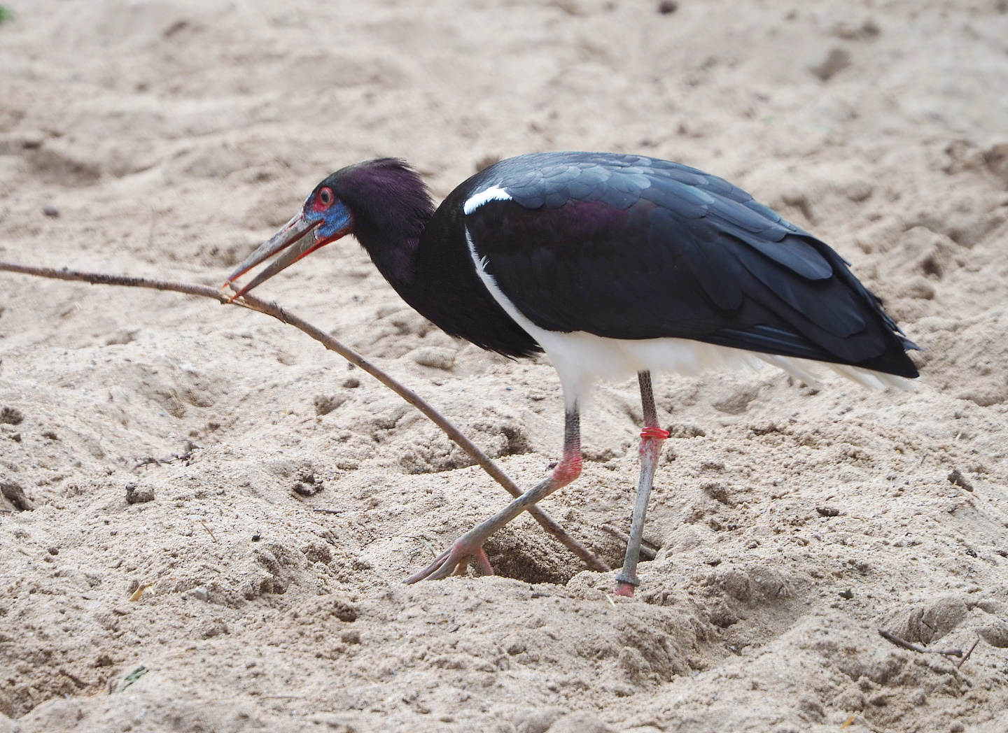 Abdim's stork (Ciconia abdimii) collecting nesting material, 2021-06-12