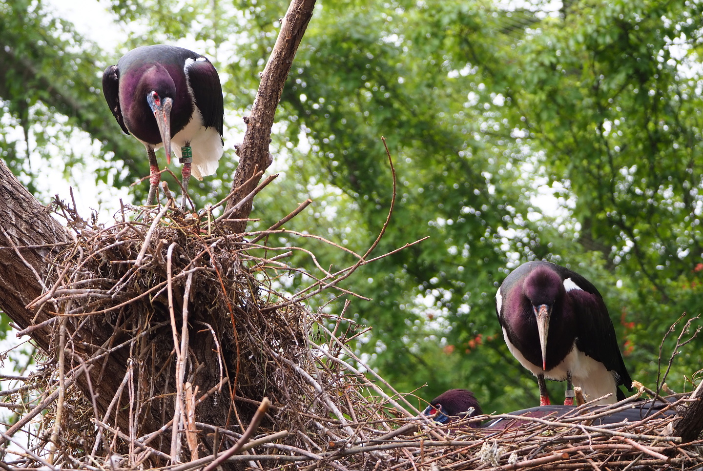 Abdim's Stork (Ciconia abdimii) nests, 2021-06-12