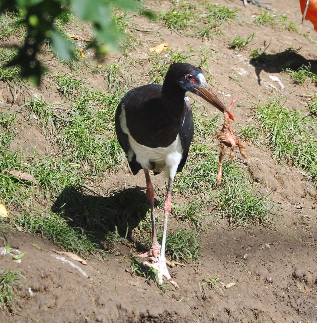 Abdim's stork (Ciconia abdimii) with breakfast, 2021-09-02