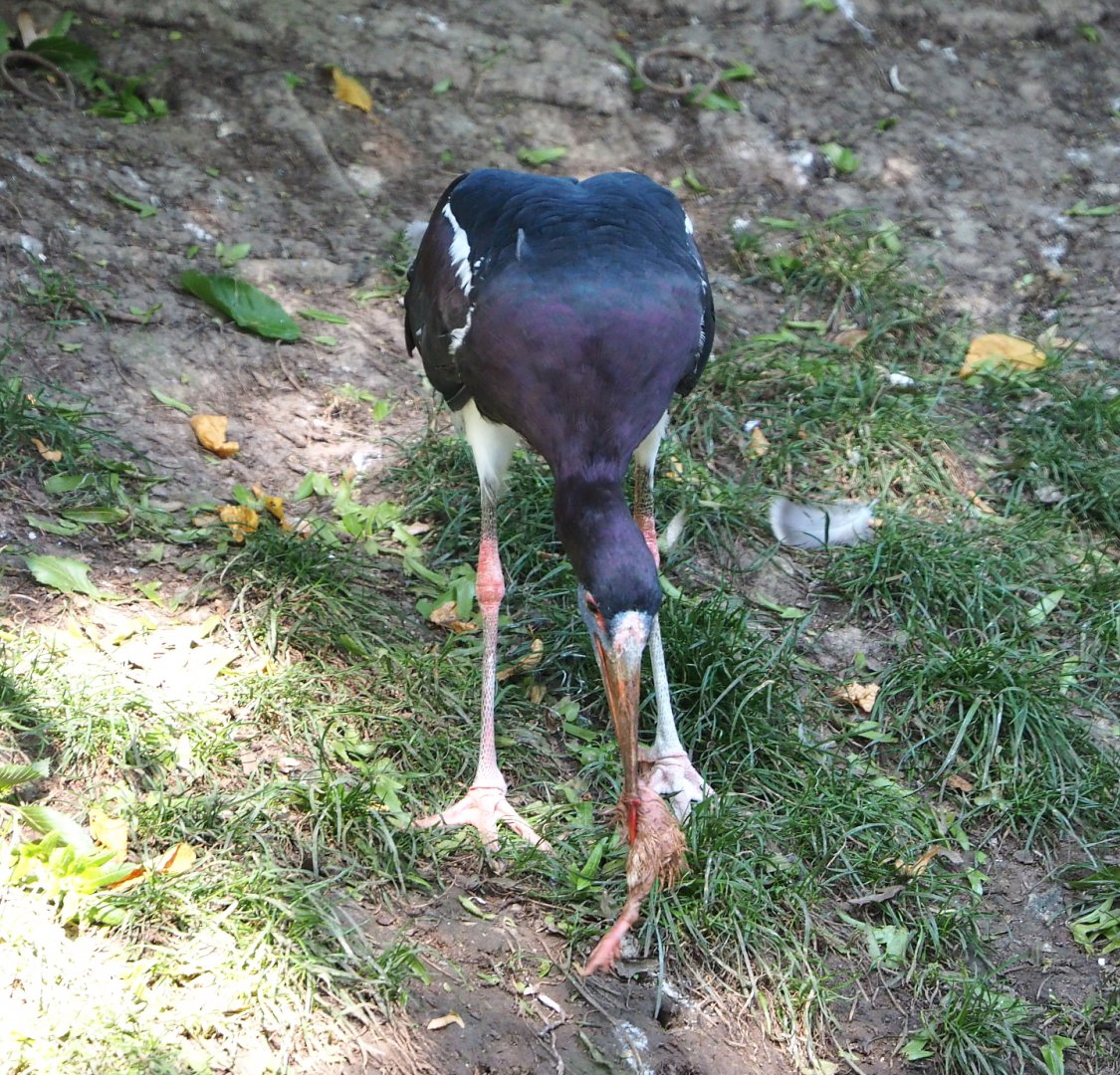 Abdim's stork (Ciconia abdimii) with breakfast, 2021-09-02