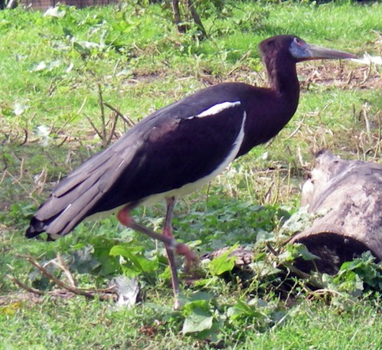 Abdim's Stork (Ciconia abdimii)
