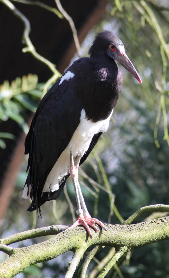 Abdim's stork (Ciconia abdimii)