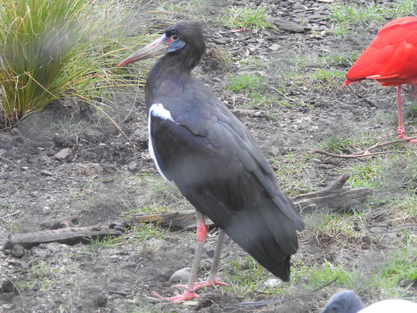 Abdim's Stork (Ciconia abdimii)