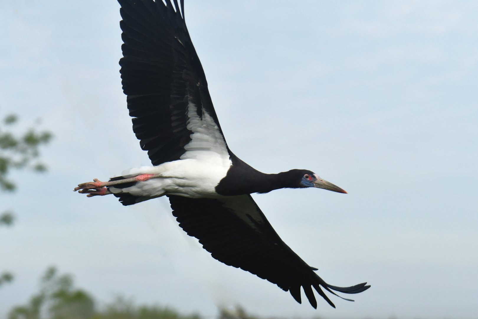 Abdim's Stork (Ciconia abdimii)