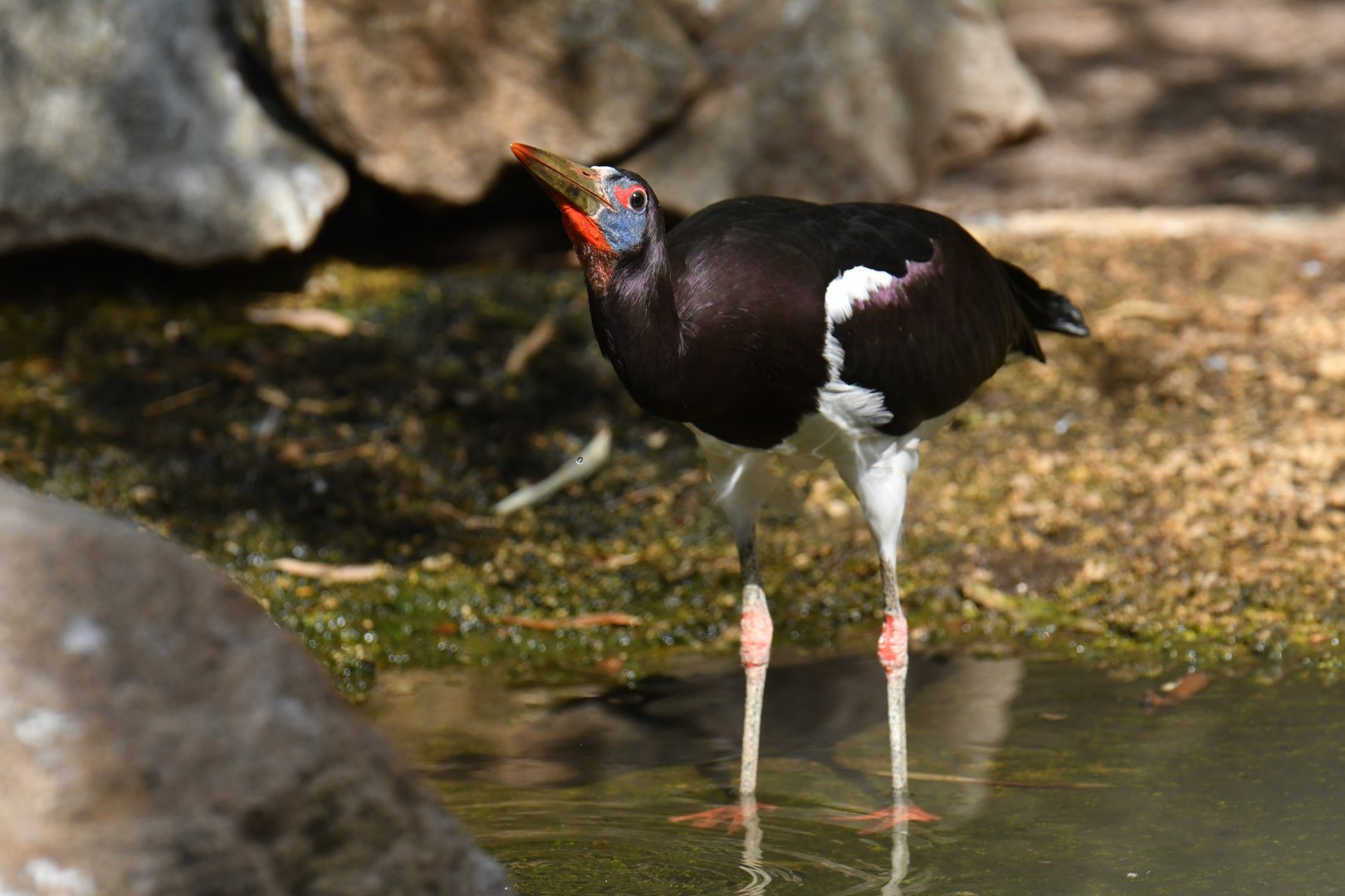Abdim's Stork (Ciconia abdimii)
