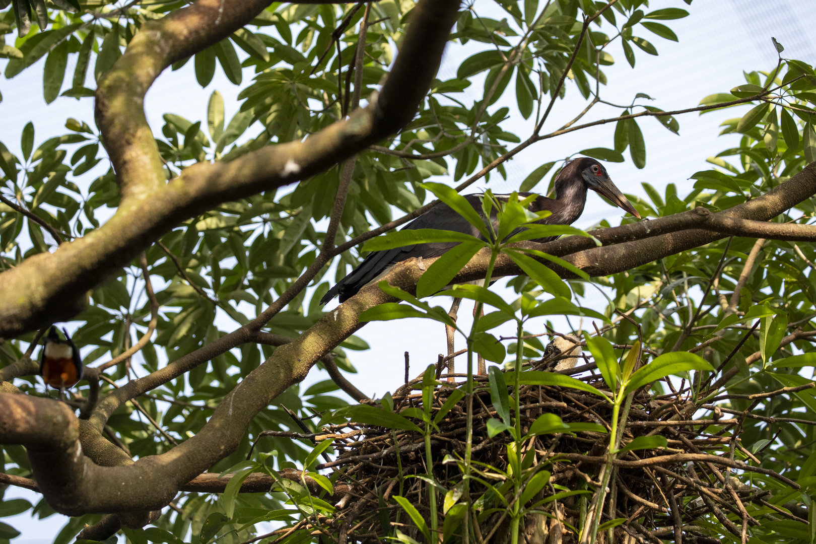 Abdim's Stork (Ciconia abdimii)