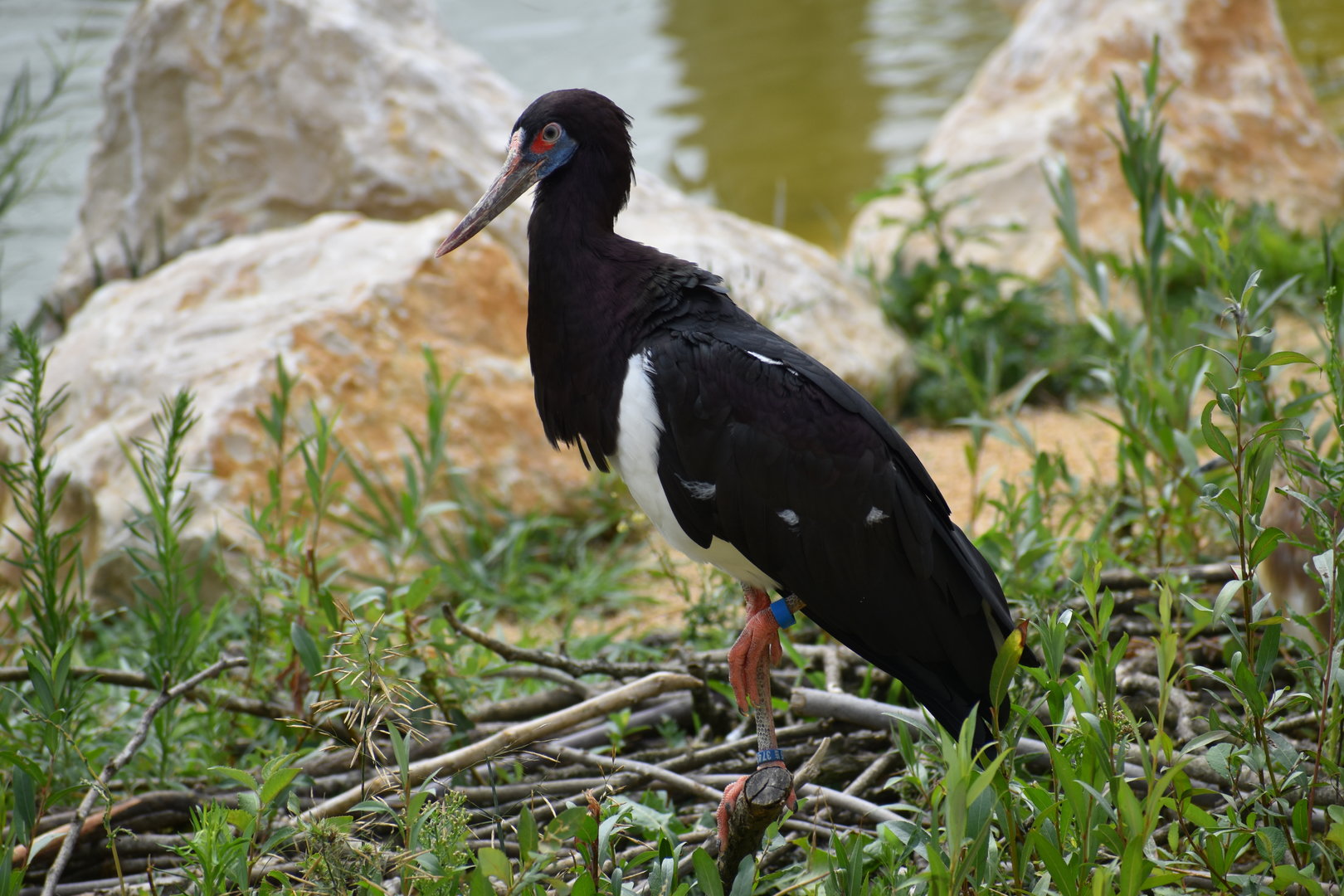 Abdim's Stork - Ciconia abdimii