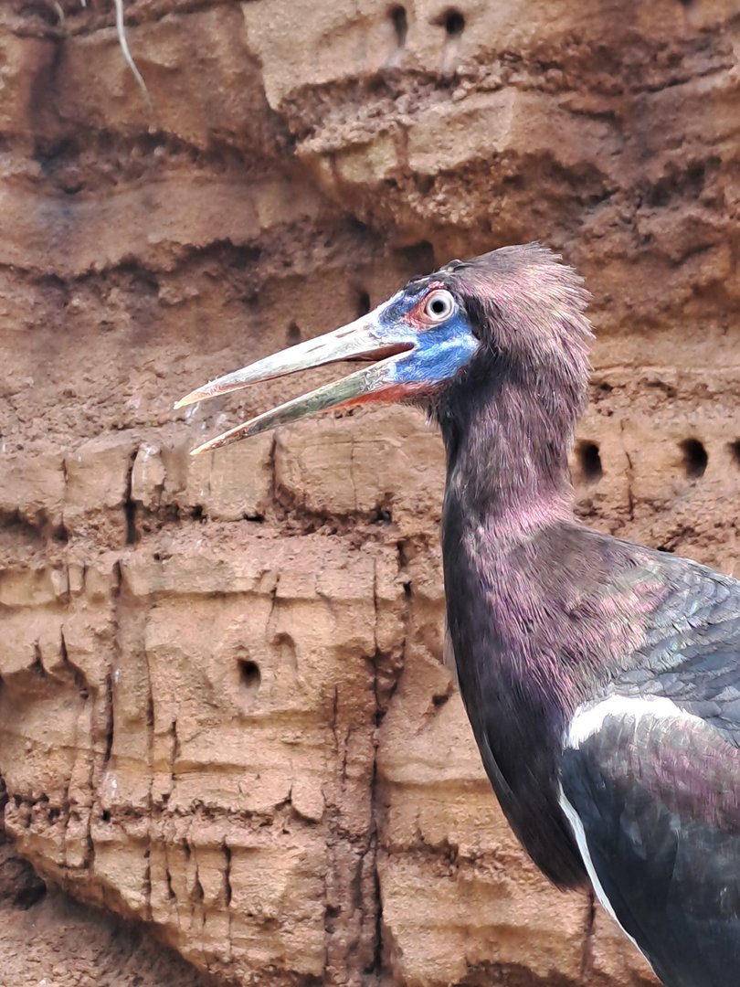 Abdim's Stork (Ciconia abdimii)