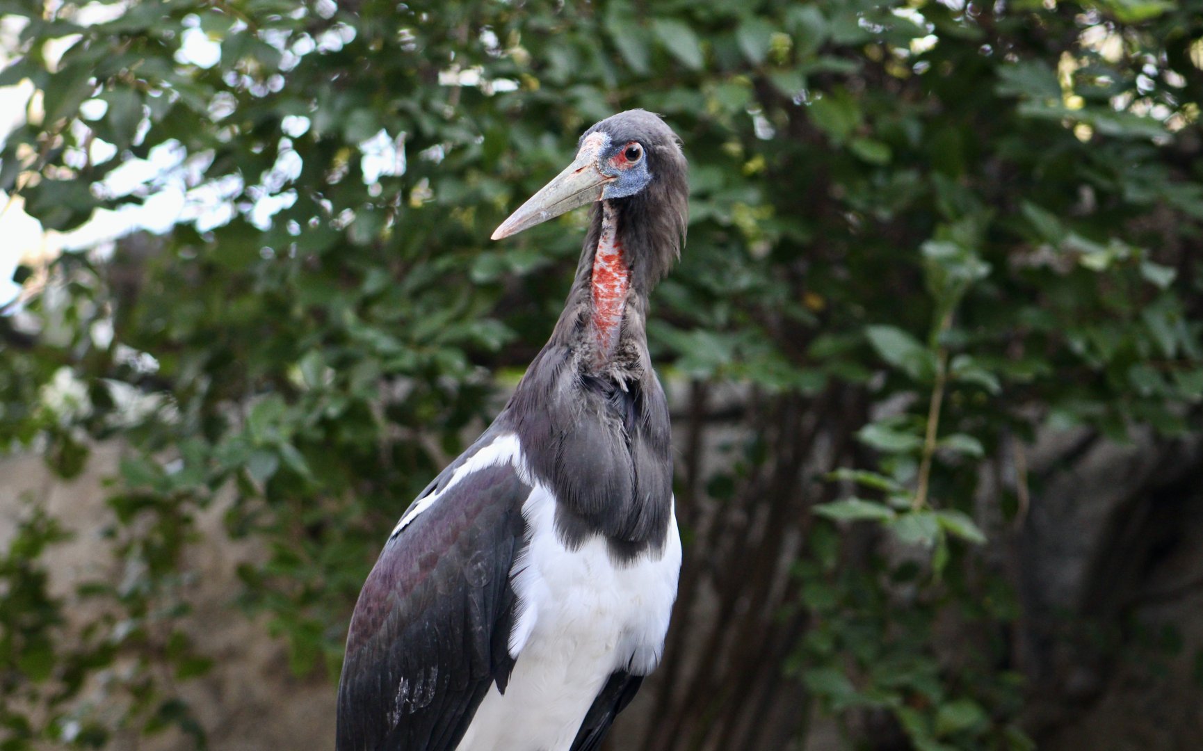 Abdim's Stork (Ciconia abdimii)