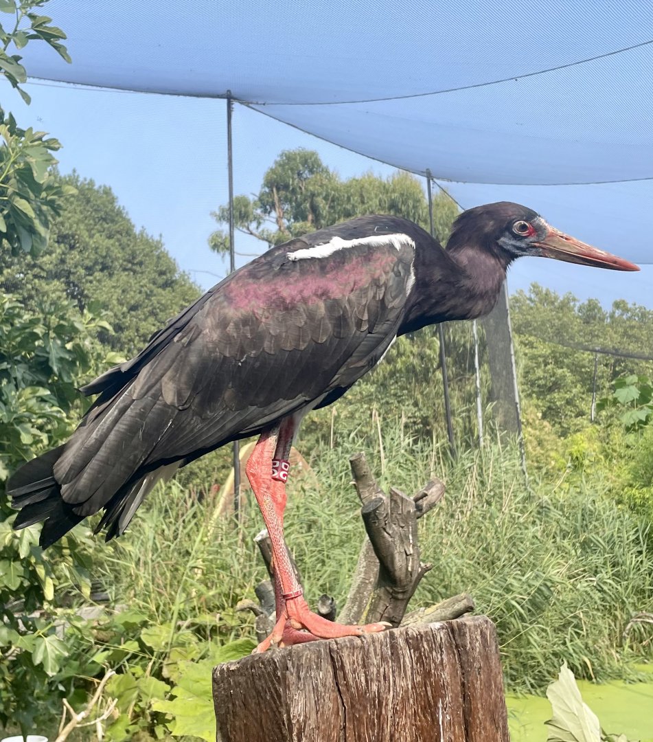 Abdim's stork, Ciconia abdimii